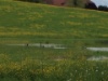 Nach Tagelangem Regen anfang Mai 2015 entstand neben dem Sonnenblumen/Kürbisfeld ein See mit kurzfristigen Bewohnern.